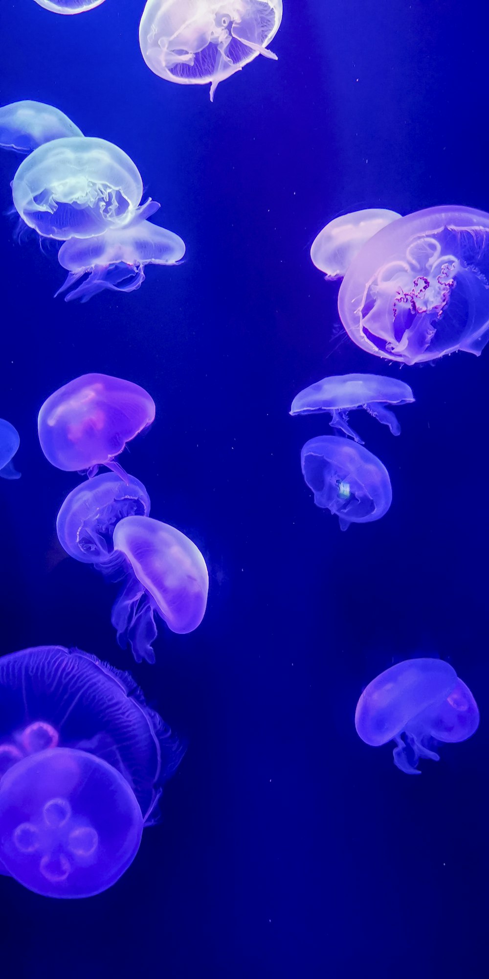 a group of jellyfish swimming in a tank