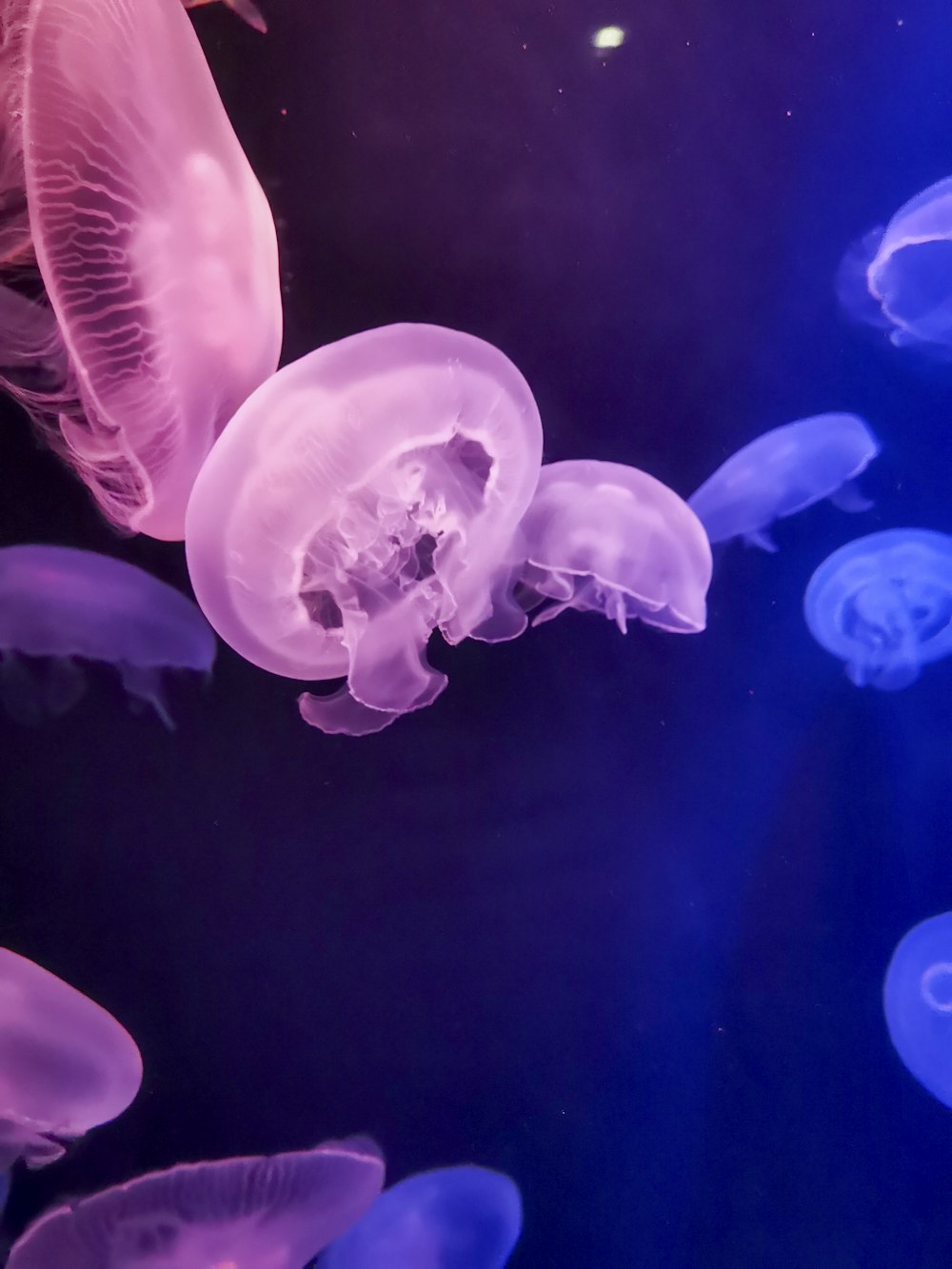 a group of jellyfish swimming in an aquarium