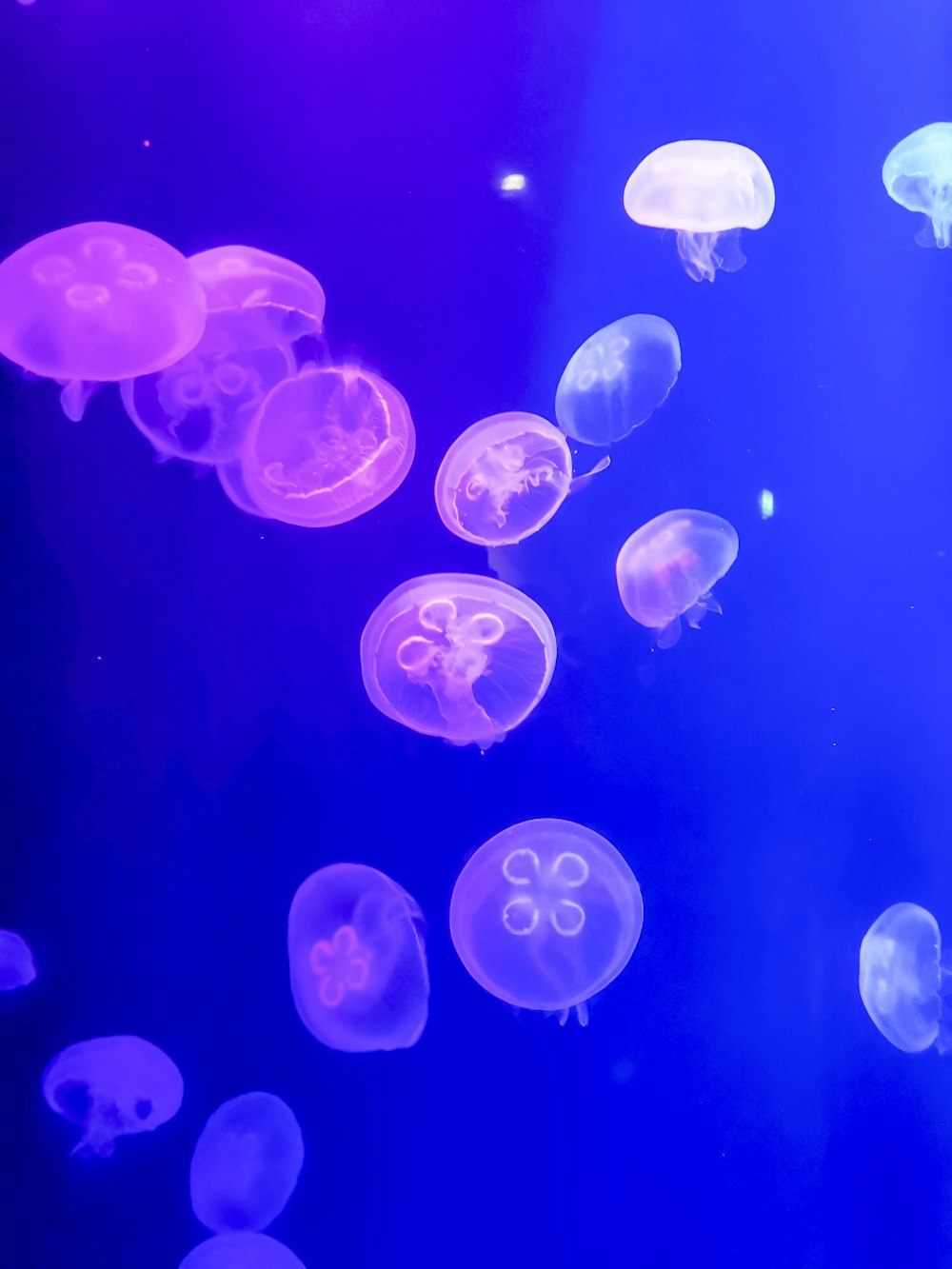 a group of jellyfish swimming in an aquarium