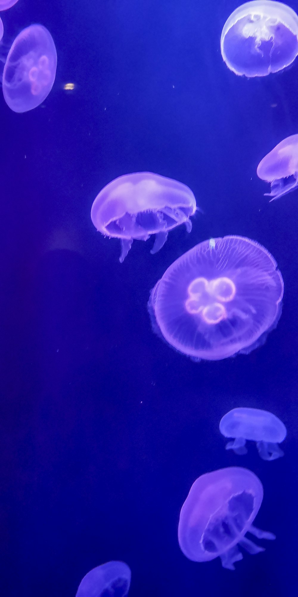 a group of jellyfish swimming in an aquarium