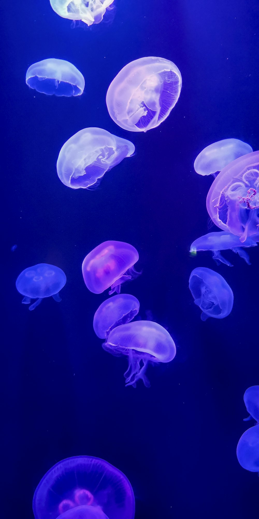 a group of jellyfish swimming in a tank