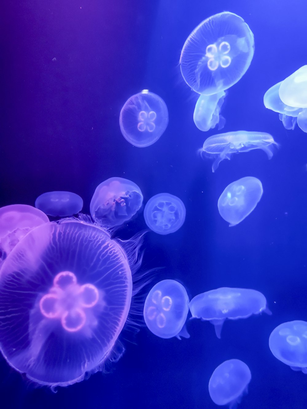 a group of jellyfish swimming in an aquarium