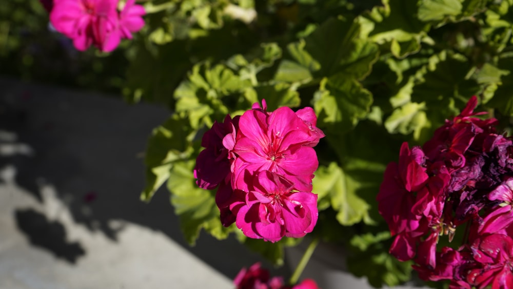 a close up of a bunch of pink flowers