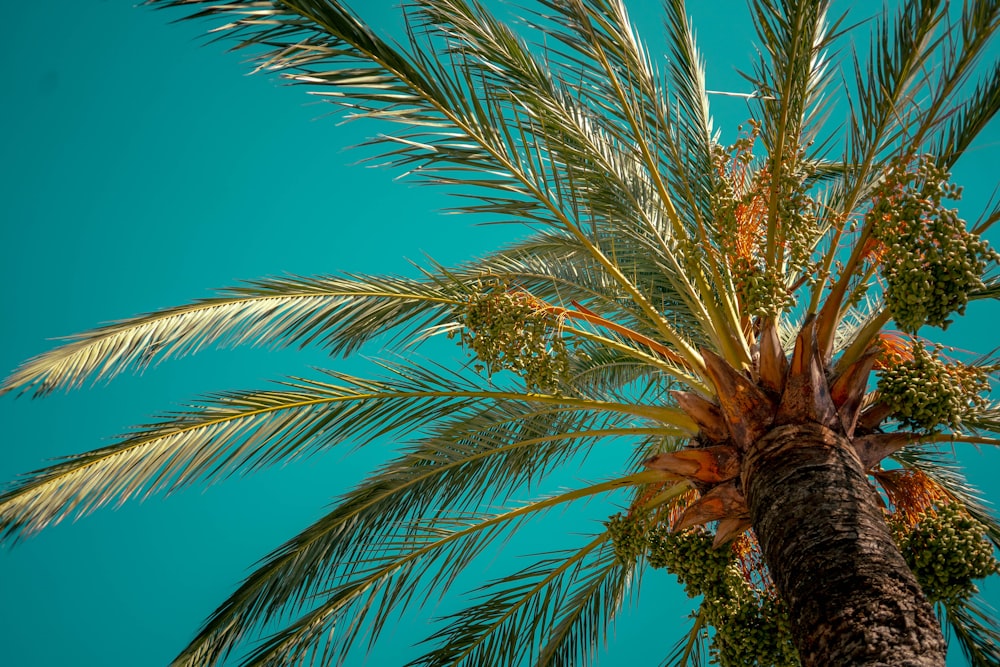 a palm tree with a blue sky in the background