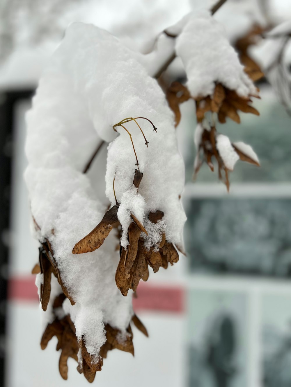 a close up of snow on a tree branch