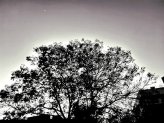A serene tree silhouette against a black background, symbolizing nature's tranquility.