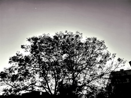 A serene tree silhouette against a black background, symbolizing nature's tranquility.
