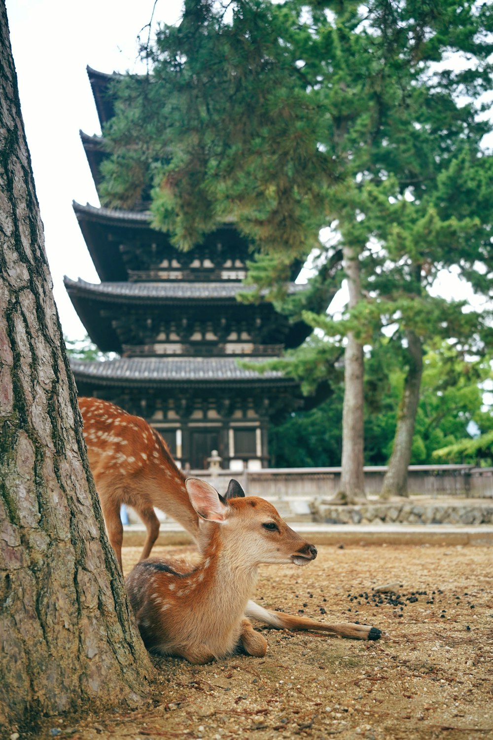 a deer and a fawn sitting under a tree in front of a pagoda