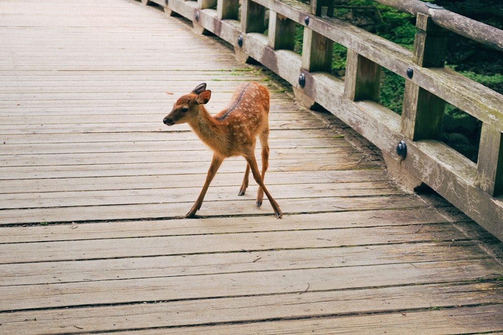 a small deer standing on a wooden bridge
