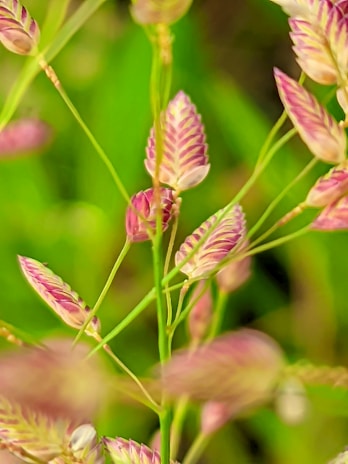 Close-up of delicate, multicolored grass seed heads with a bright green background. The seed heads display a vibrant mix of pink, purple, and beige hues. Thin, green stems support the seed clusters, creating a soft, natural composition.