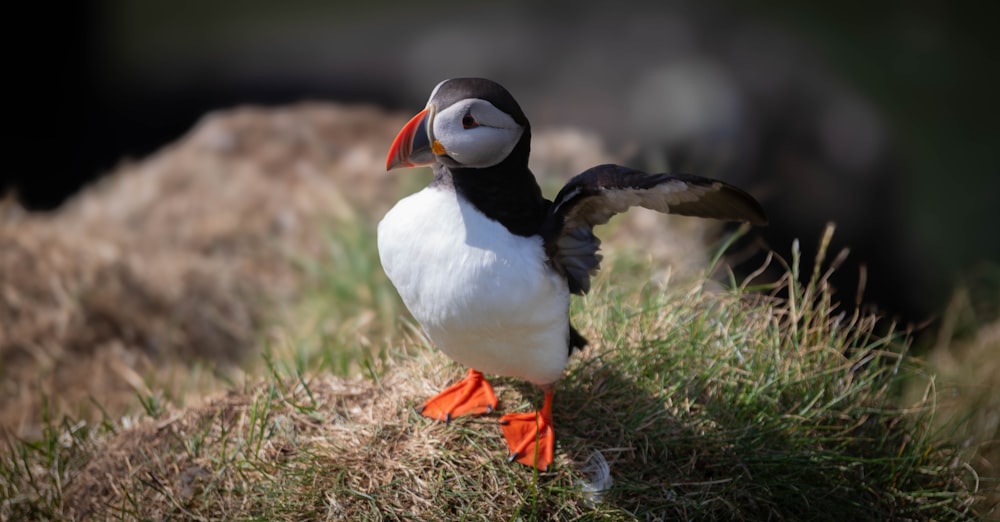 a puffy bird standing on top of a grass covered field