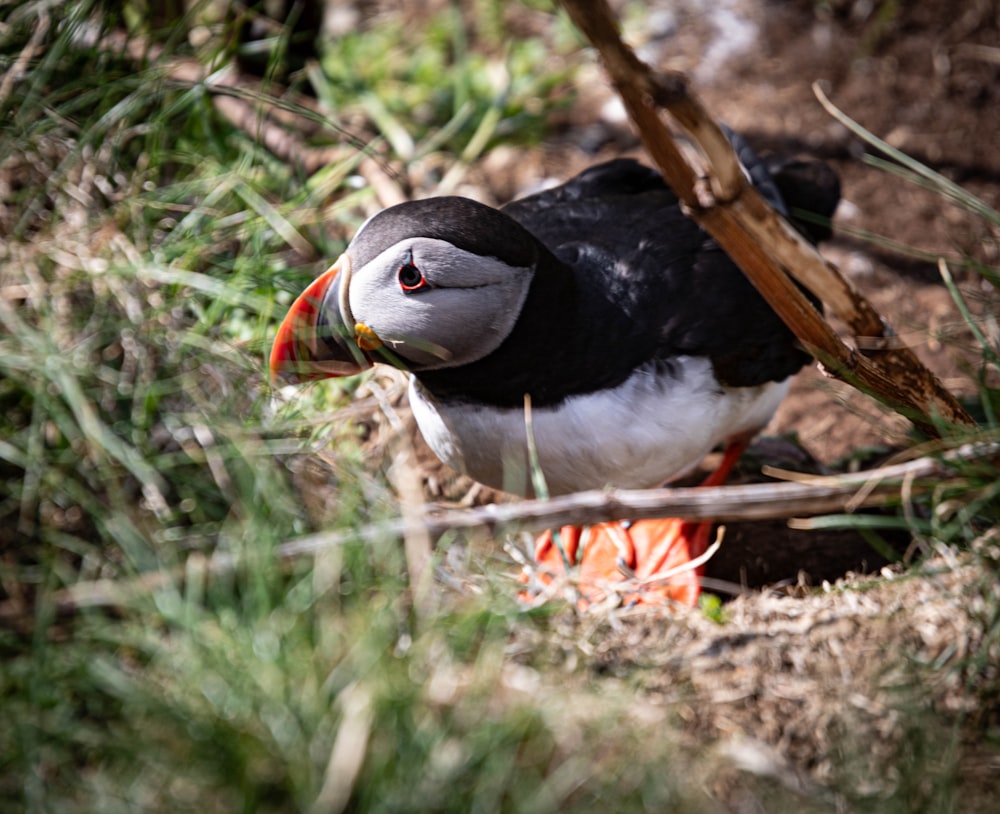 ein schwarz-weißer Vogel steht im Gras