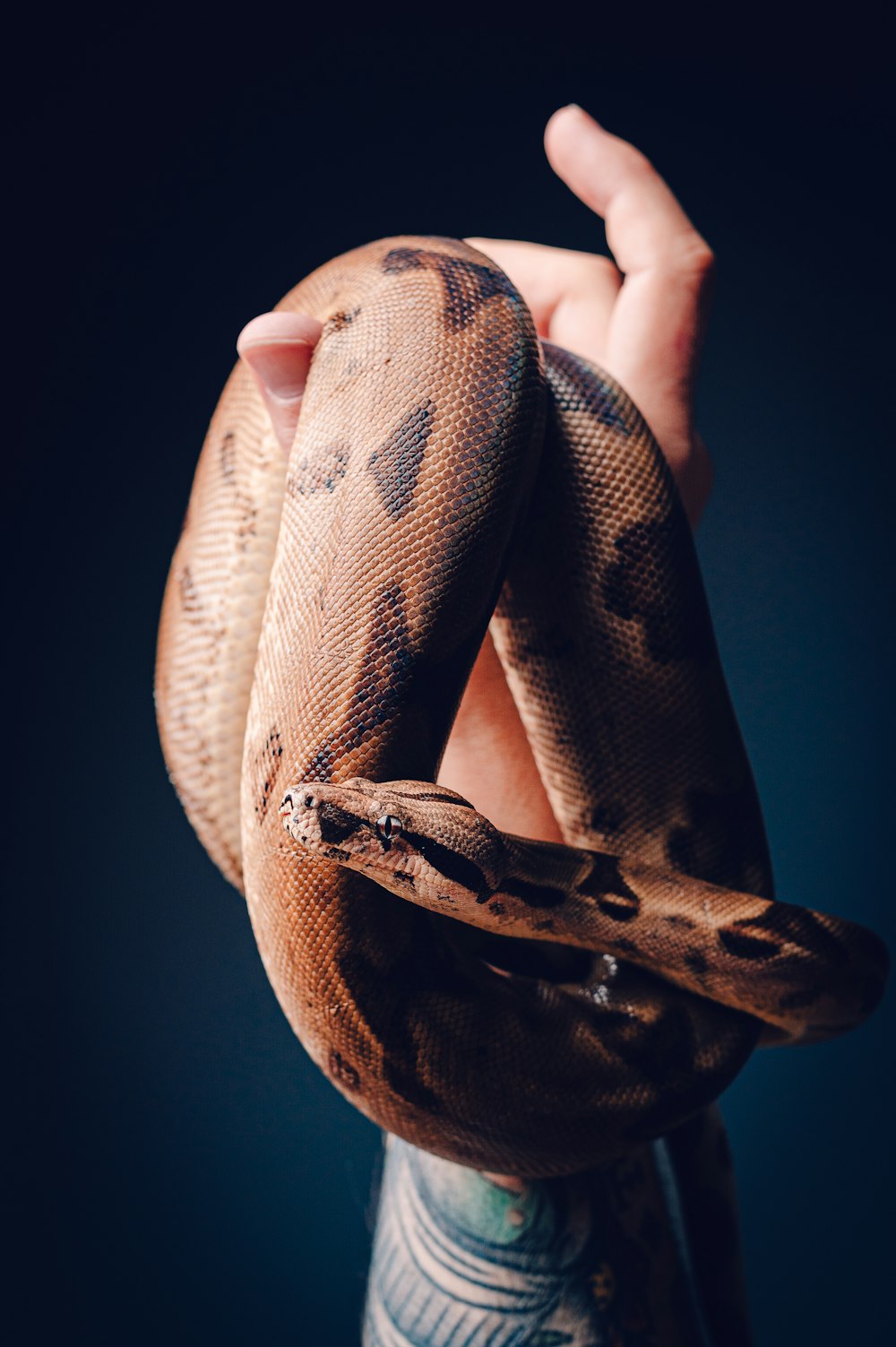 a person holding a large snake in their hand