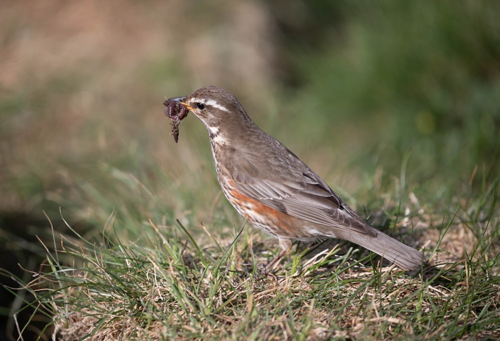 a small bird with a piece of food in its mouth