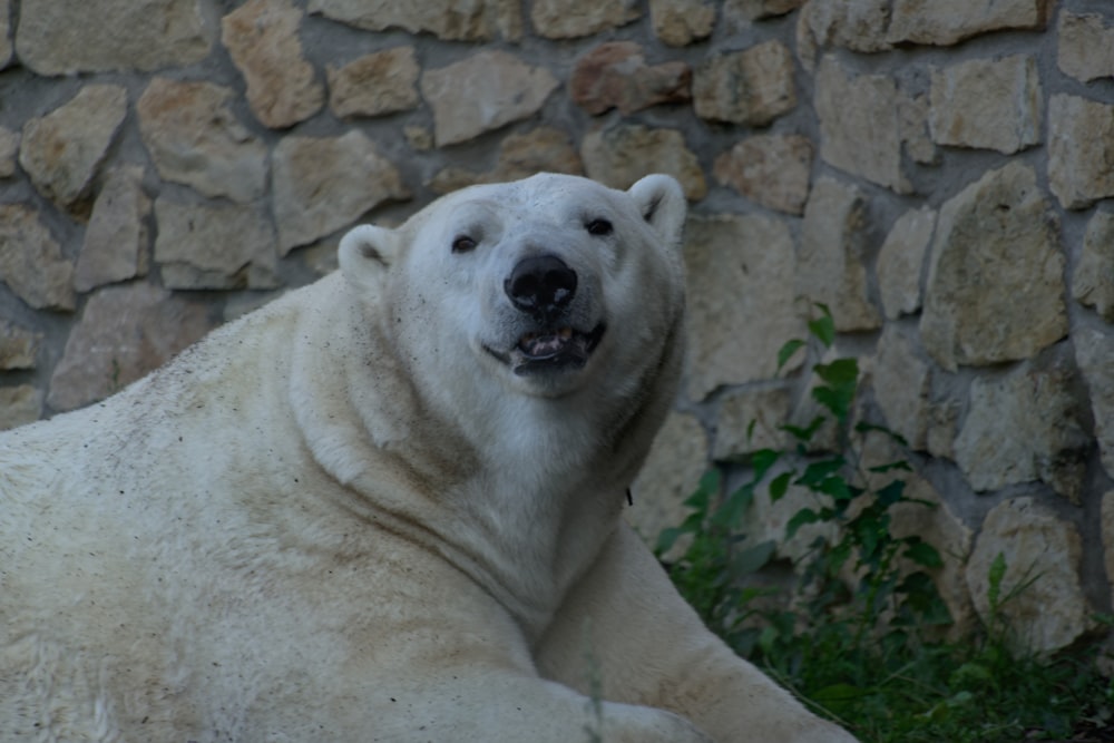 a large white polar bear laying on top of a lush green field