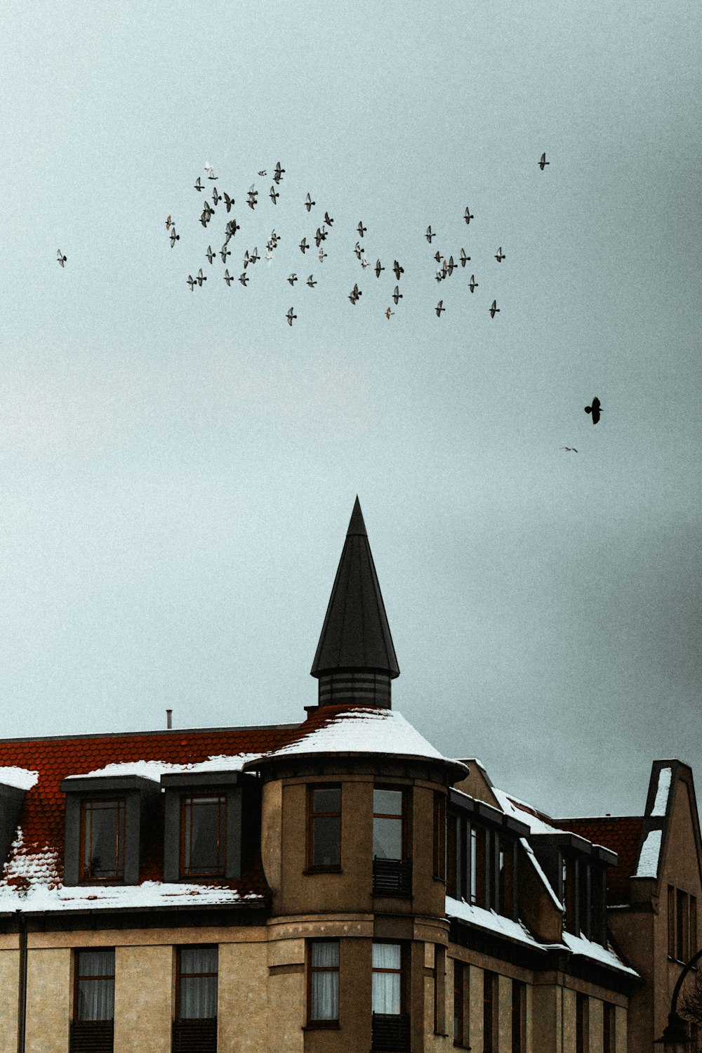 a flock of birds flying over a building