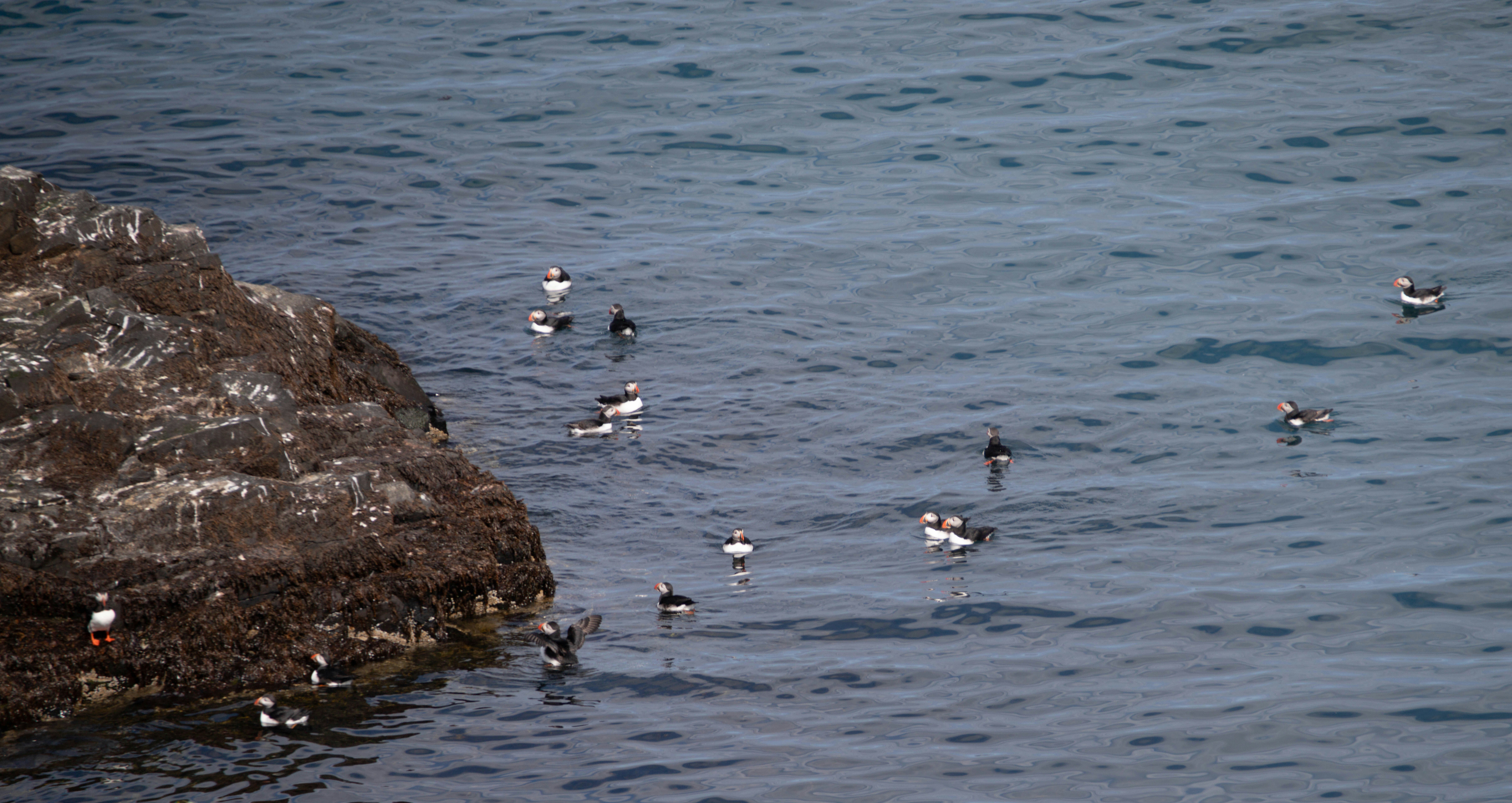 a flock of birds floating on top of a body of water, A group of puffins floats on the sea near a rocky cliffside, showcasing their distinctive black and white plumage and orange beaks