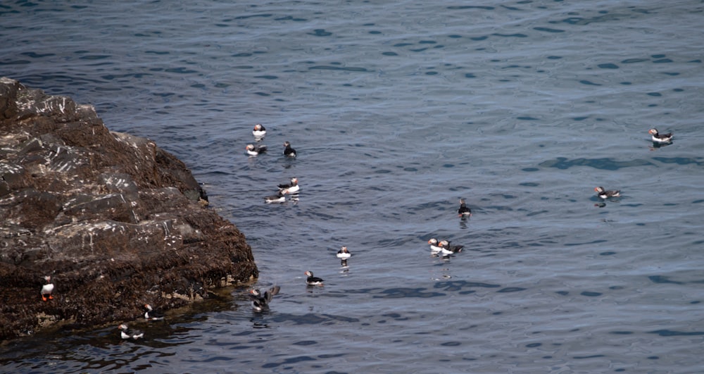 a flock of birds floating on top of a body of water