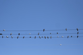 a flock of birds sitting on top of power lines