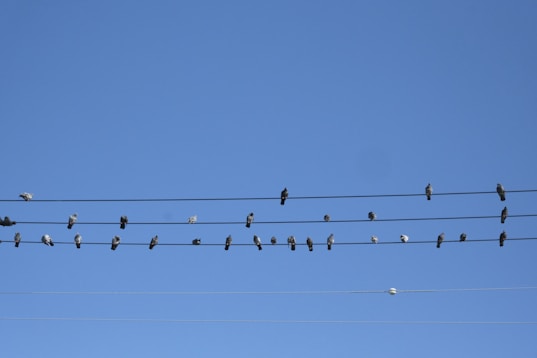 a flock of birds sitting on top of power lines