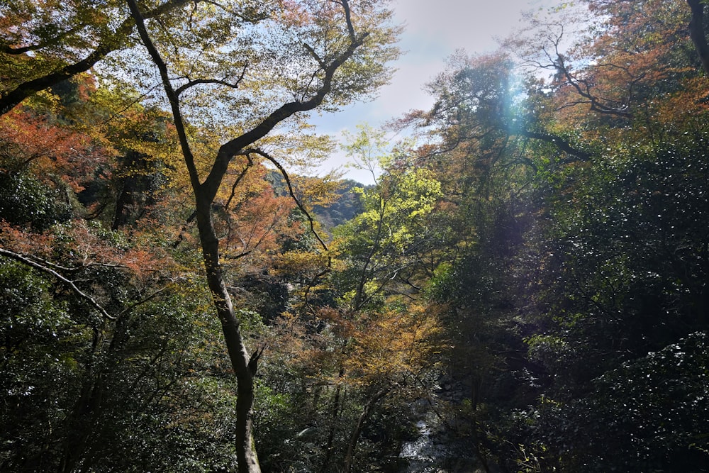 a stream running through a lush green forest