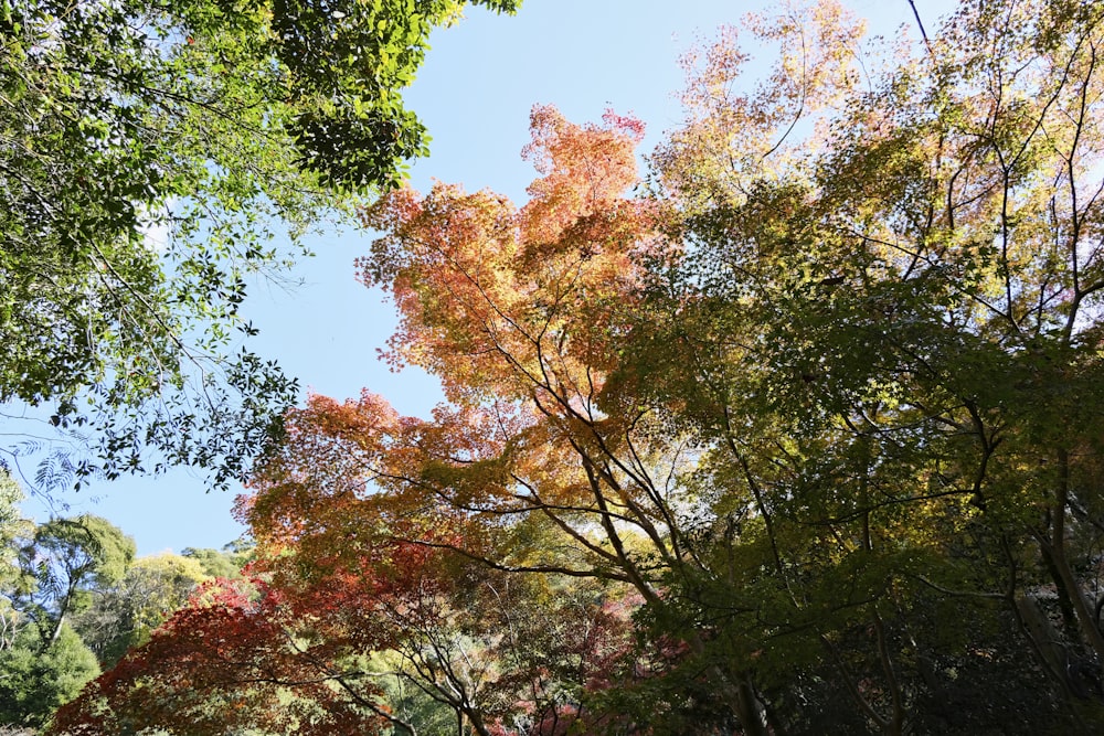 a group of trees that are next to each other