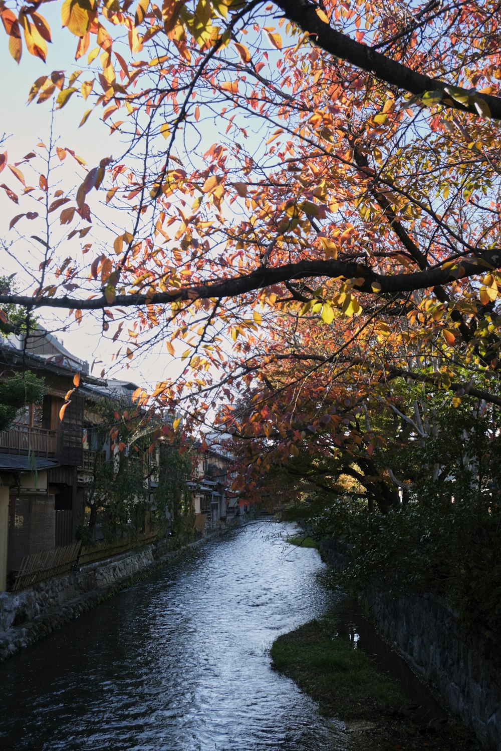 a river running through a lush green forest