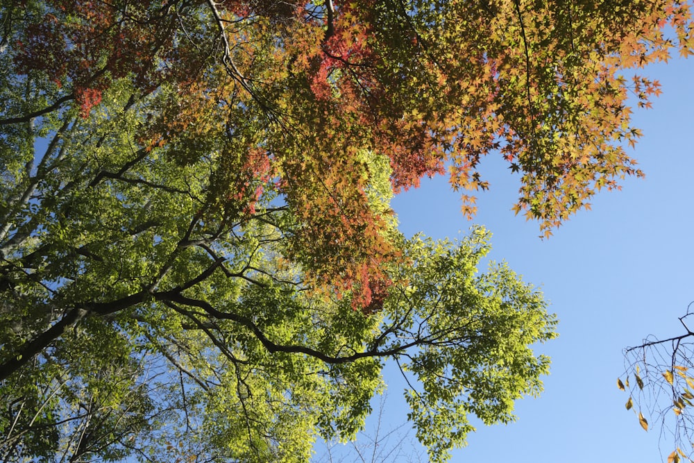 a blue sky is seen through the leaves of a tree