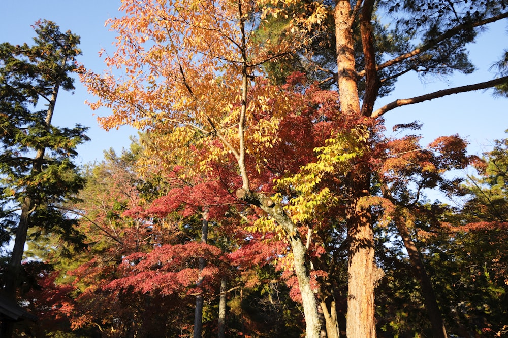 a group of trees that are next to each other