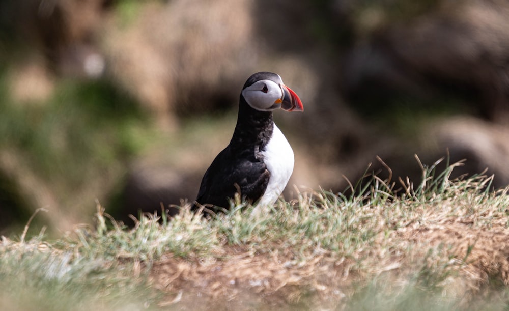 a black and white bird standing on top of a grass covered field