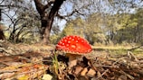 Sunlight filtering through trees highlights a patch of bright red fly agaric mushrooms.