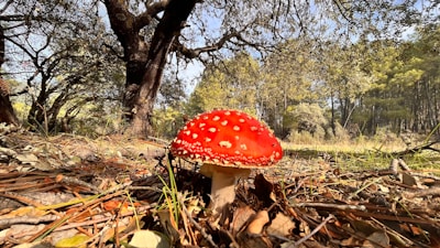 Sunlight filtering through trees highlights a patch of bright red fly agaric mushrooms.