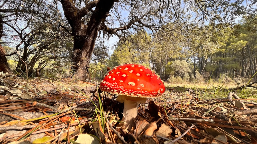 a red mushroom sitting on top of a forest floor