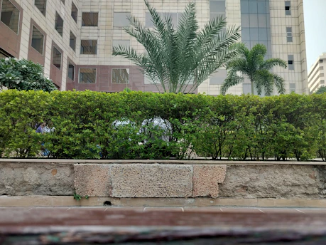 A well-maintained hedge with lush green foliage stands in front of a modern multi-story building. Palm trees rise above the hedge, adding a tropical vibe to the urban setting. The building's facade is made of glass and concrete, and several windows reflect the clear sky.