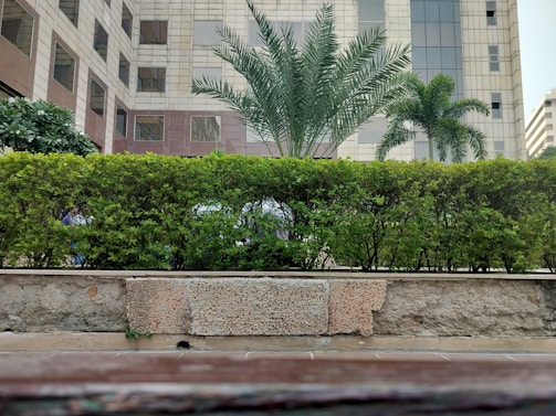 A well-maintained hedge with lush green foliage stands in front of a modern multi-story building. Palm trees rise above the hedge, adding a tropical vibe to the urban setting. The building's facade is made of glass and concrete, and several windows reflect the clear sky.