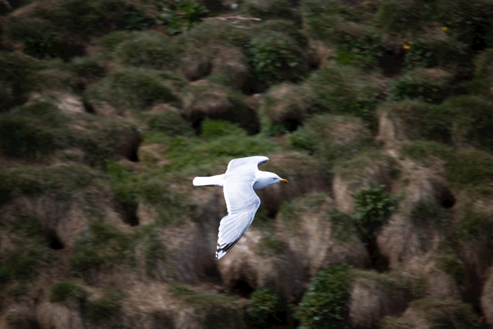 a white bird flying over a lush green hillside