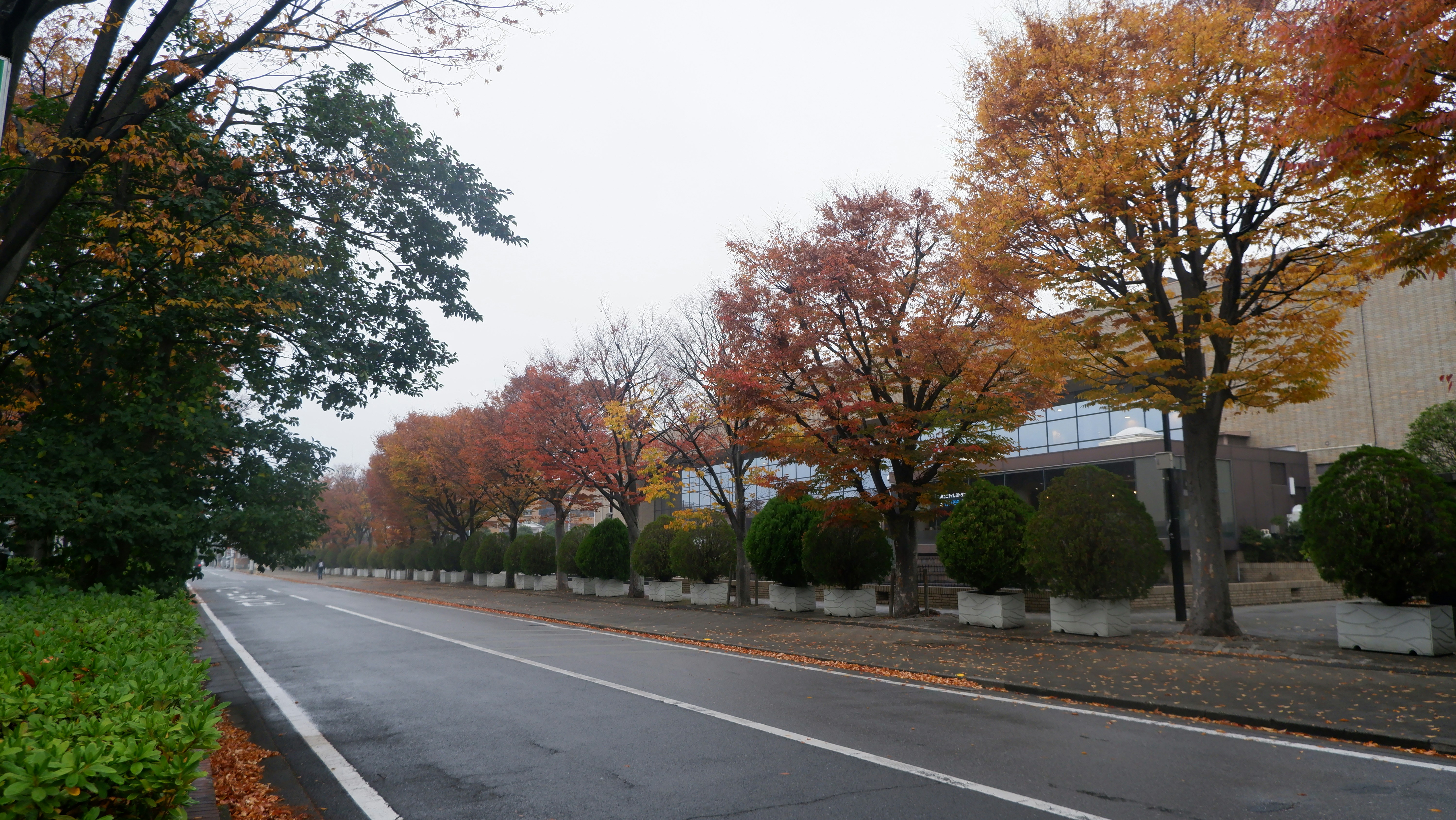 a street lined with trees with orange and yellow leaves