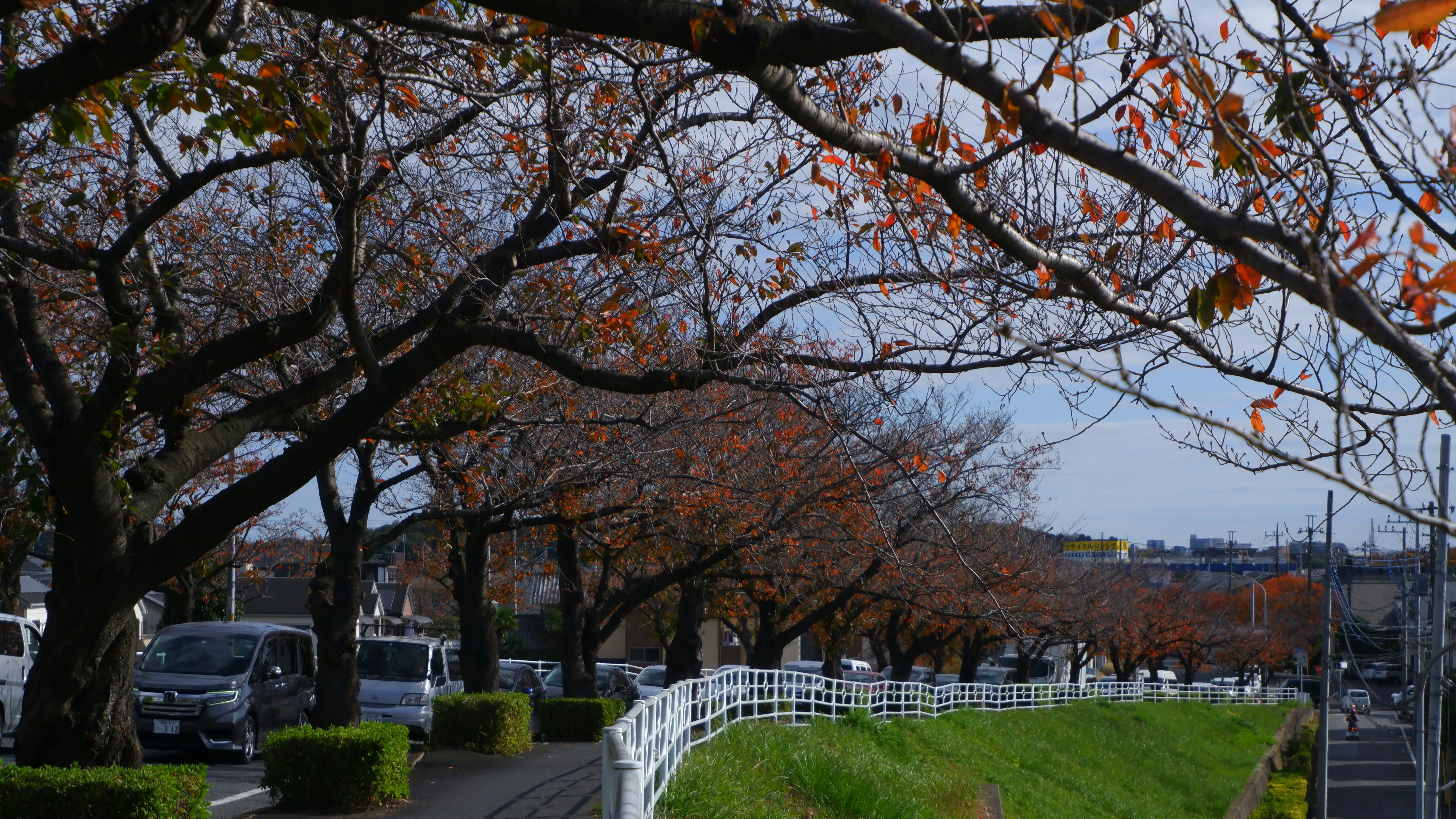a street lined with lots of trees next to a lush green hillside