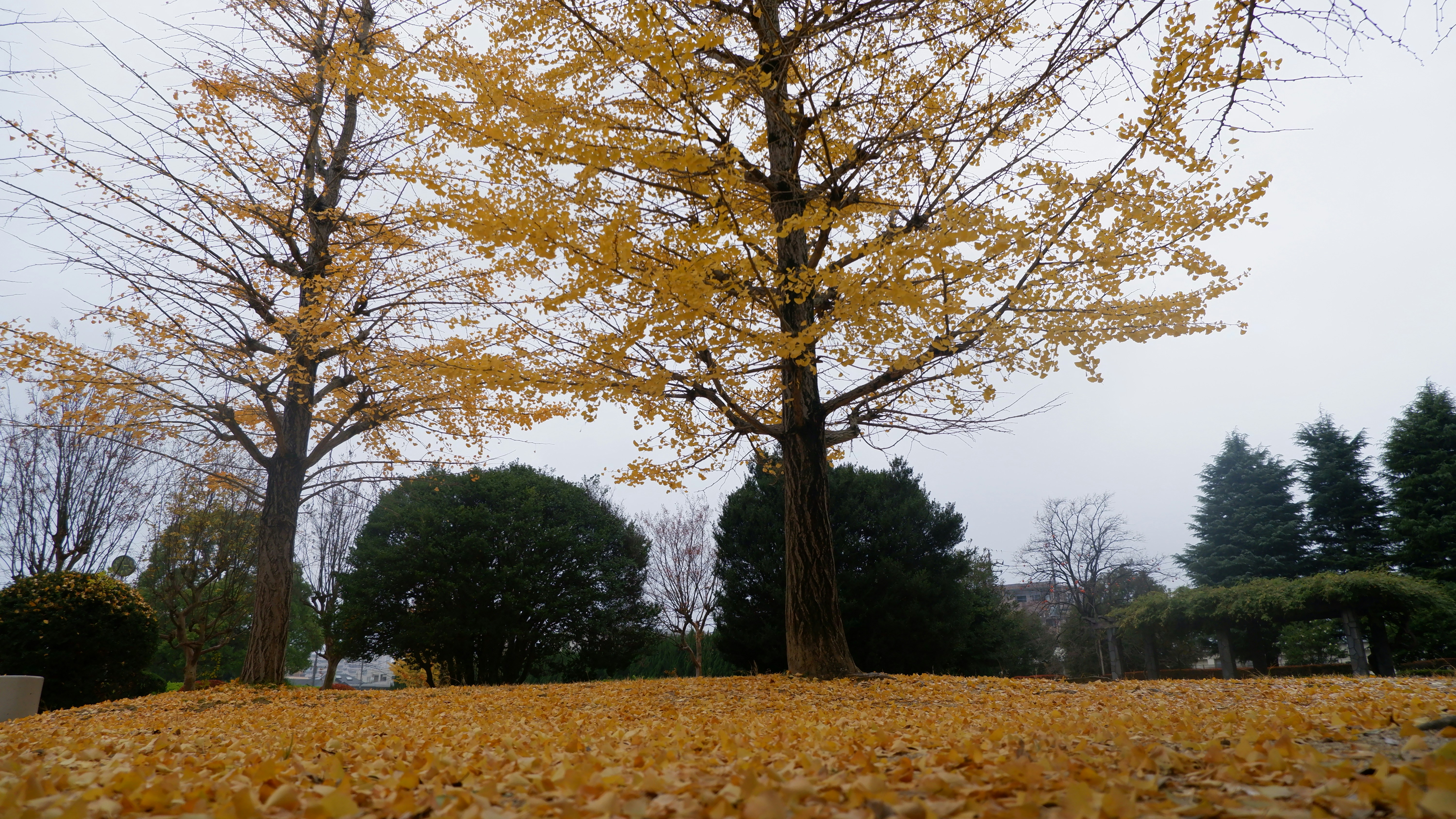 a tree with yellow leaves on the ground