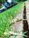 A close-up view of grass growing along a concrete border, with a background showing blurred trees and a fence. The sunlight casts shadows, highlighting the contrast between the green grass and the gray concrete.