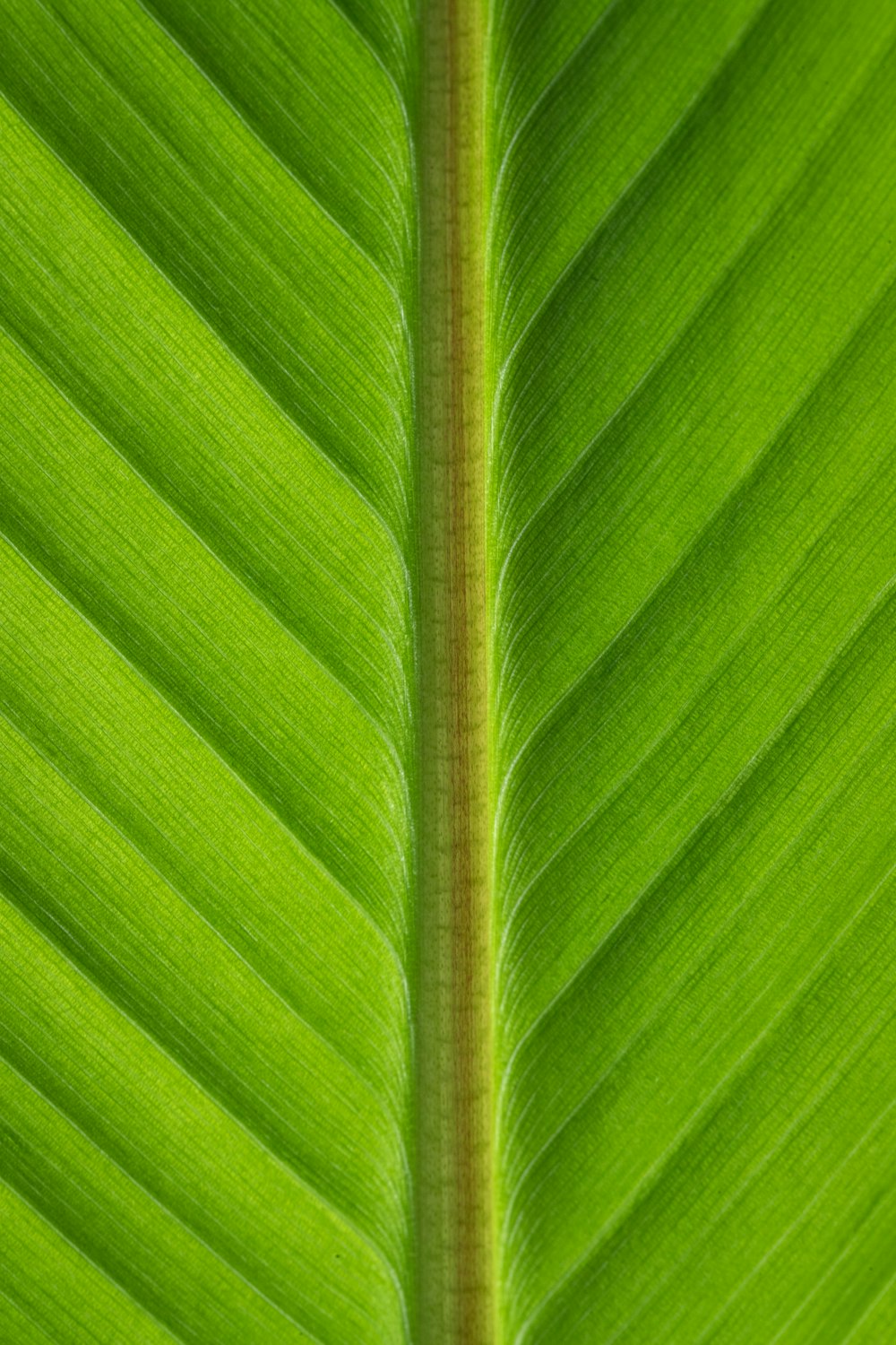 a close up of a large green leaf