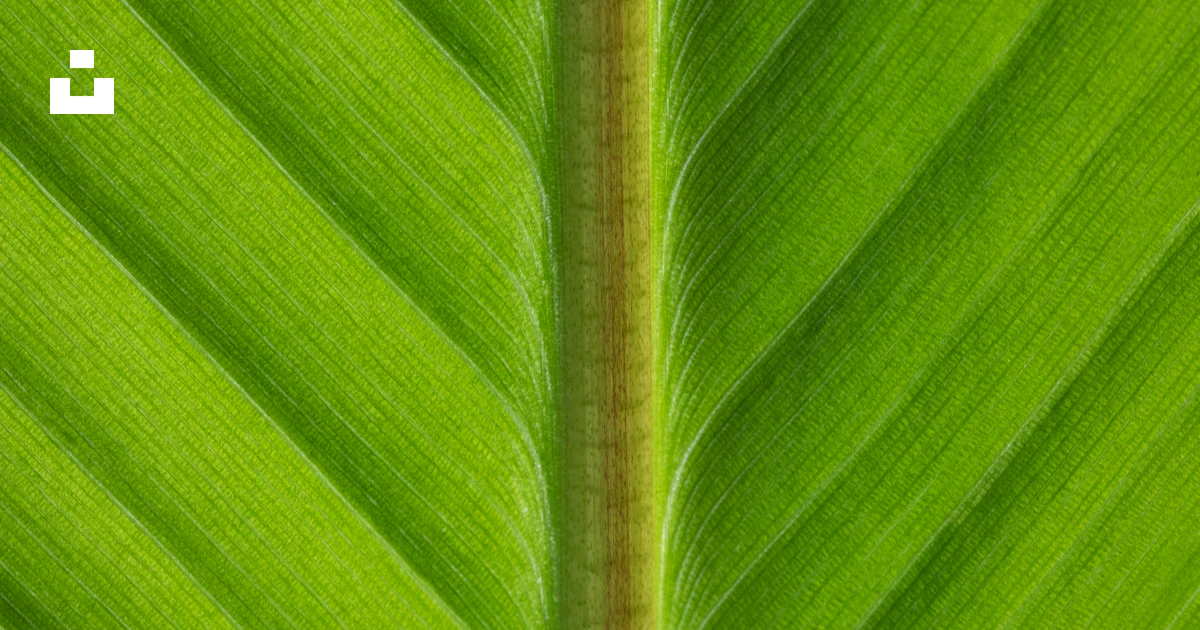 A close up of a large green leaf photo – Free Green Image on Unsplash