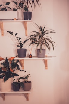 Several potted plants are arranged on white wooden shelves mounted to a light-colored wall. The plants vary in size and type, including some with long, slender leaves and others with broader foliage. A small orange bottle with reed diffusers is placed on one of the shelves.