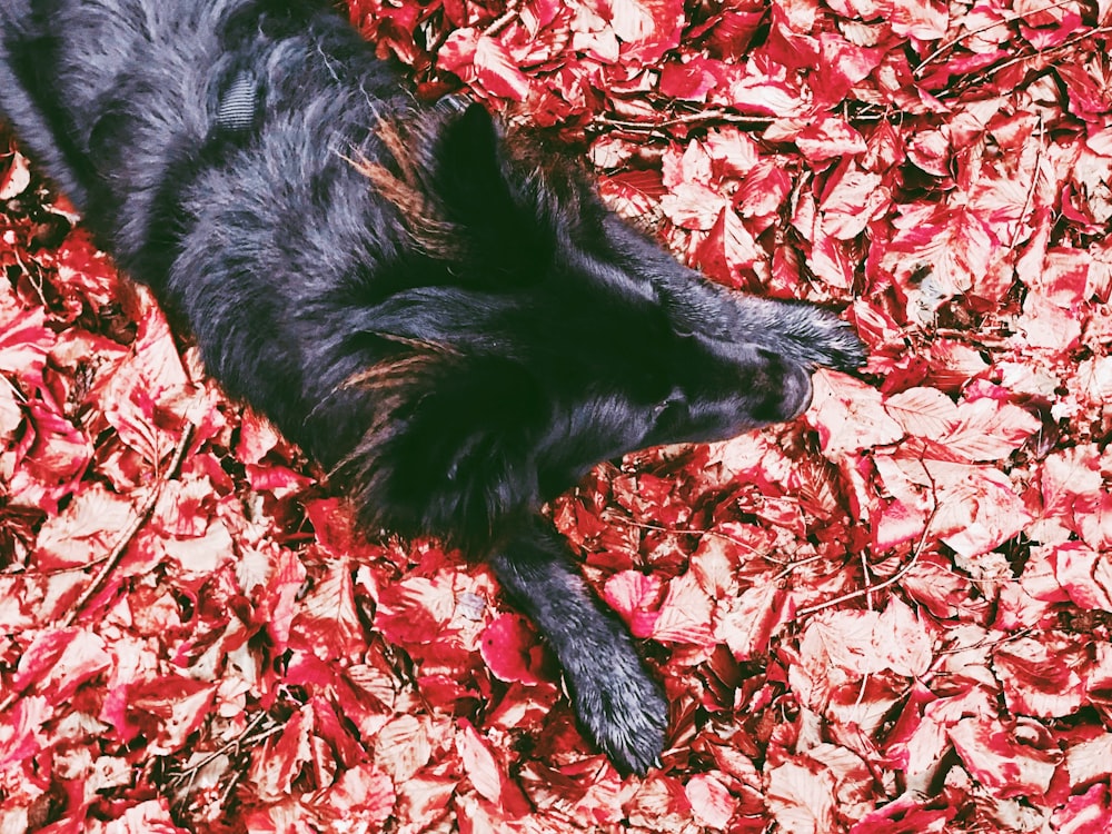 a black dog laying on top of a pile of red leaves