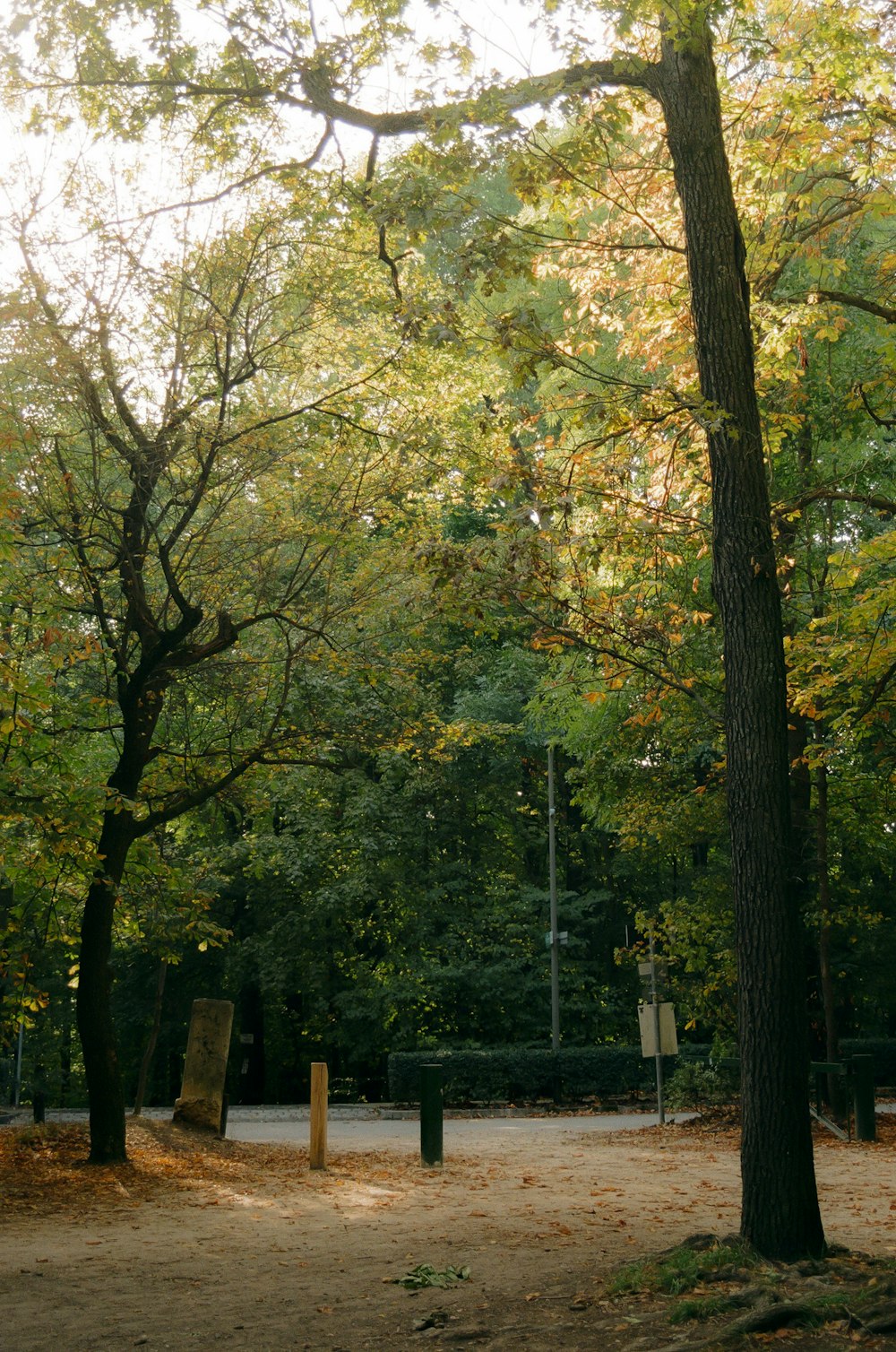 a park filled with lots of trees and lots of leaves