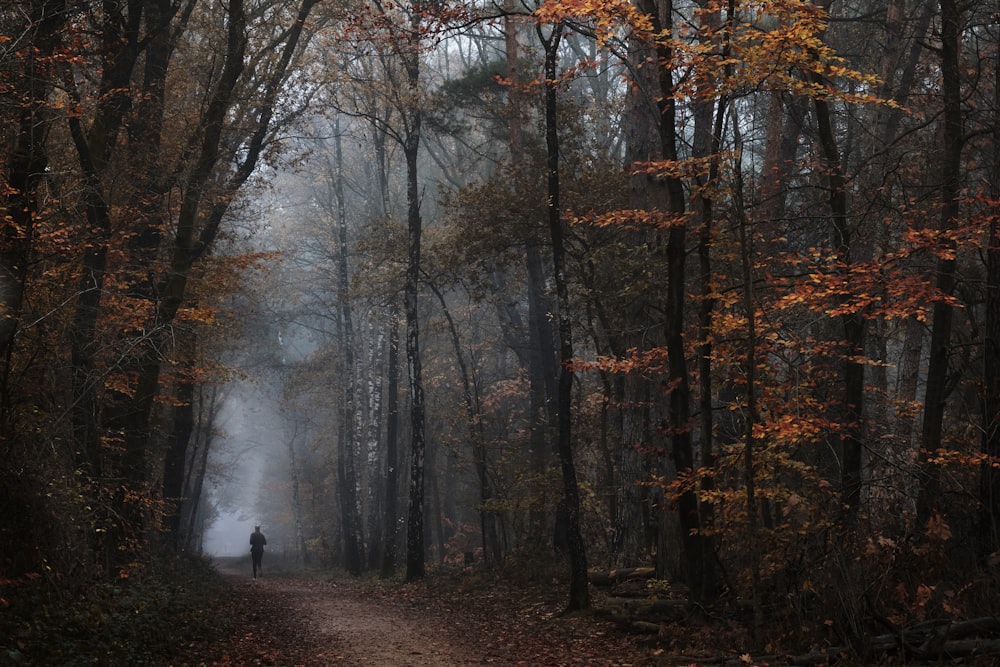 una persona che cammina lungo un sentiero nel bosco