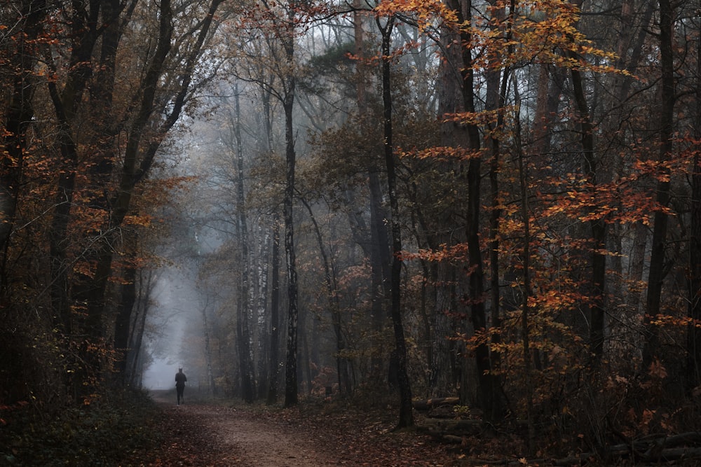 a person walking down a path in the woods