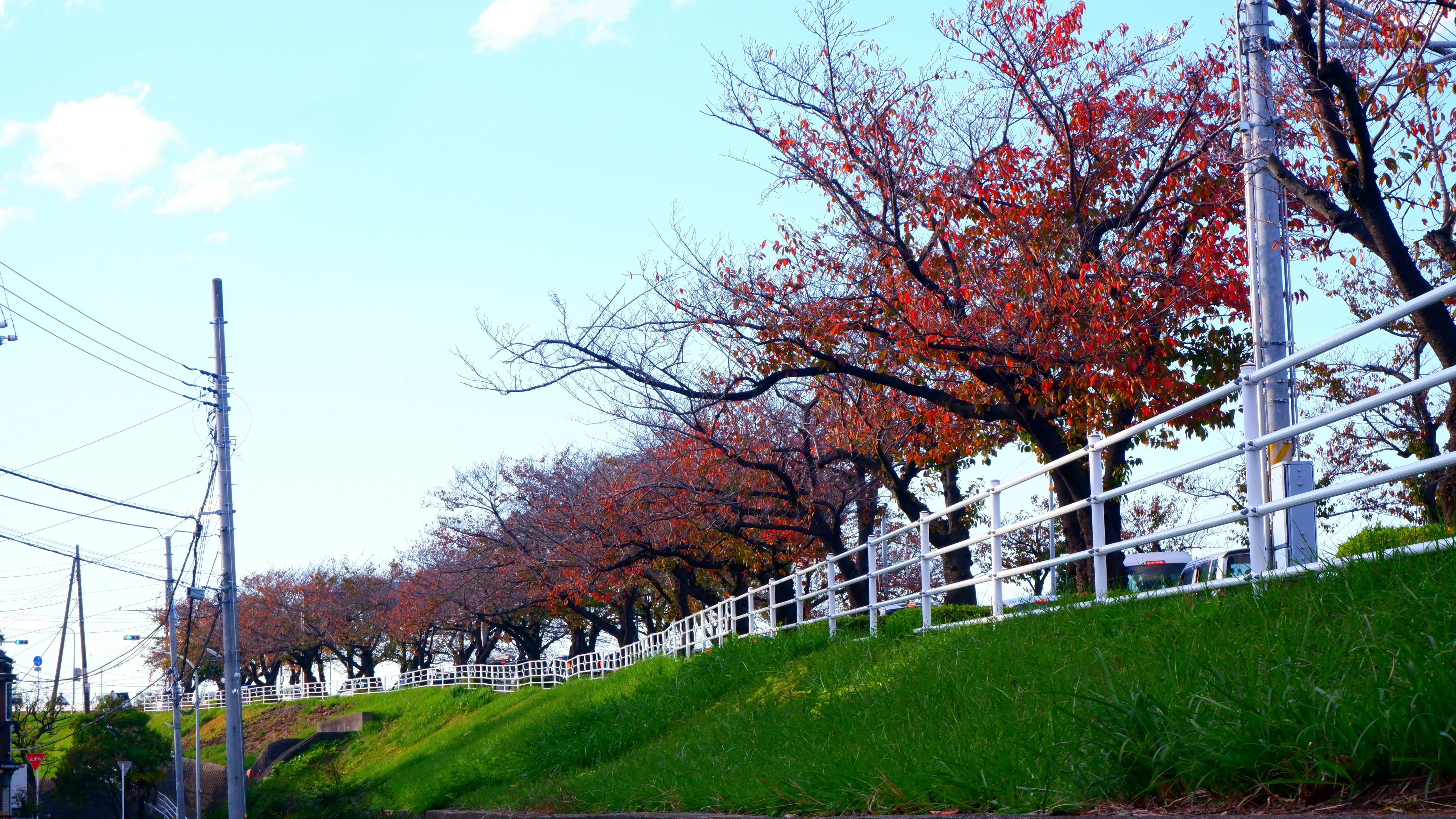 a road with a white fence and trees with red leaves