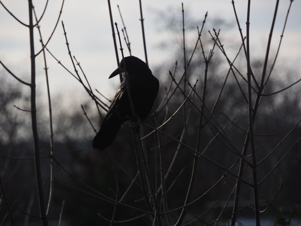 un oiseau noir assis au sommet d’une branche d’arbre