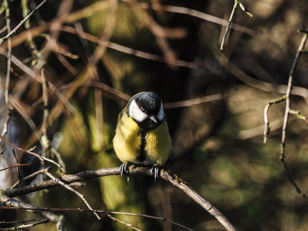 ein kleiner Vogel, der auf einem Ast sitzt